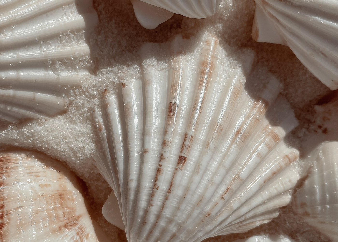 A group of white shells laying on fine white sand