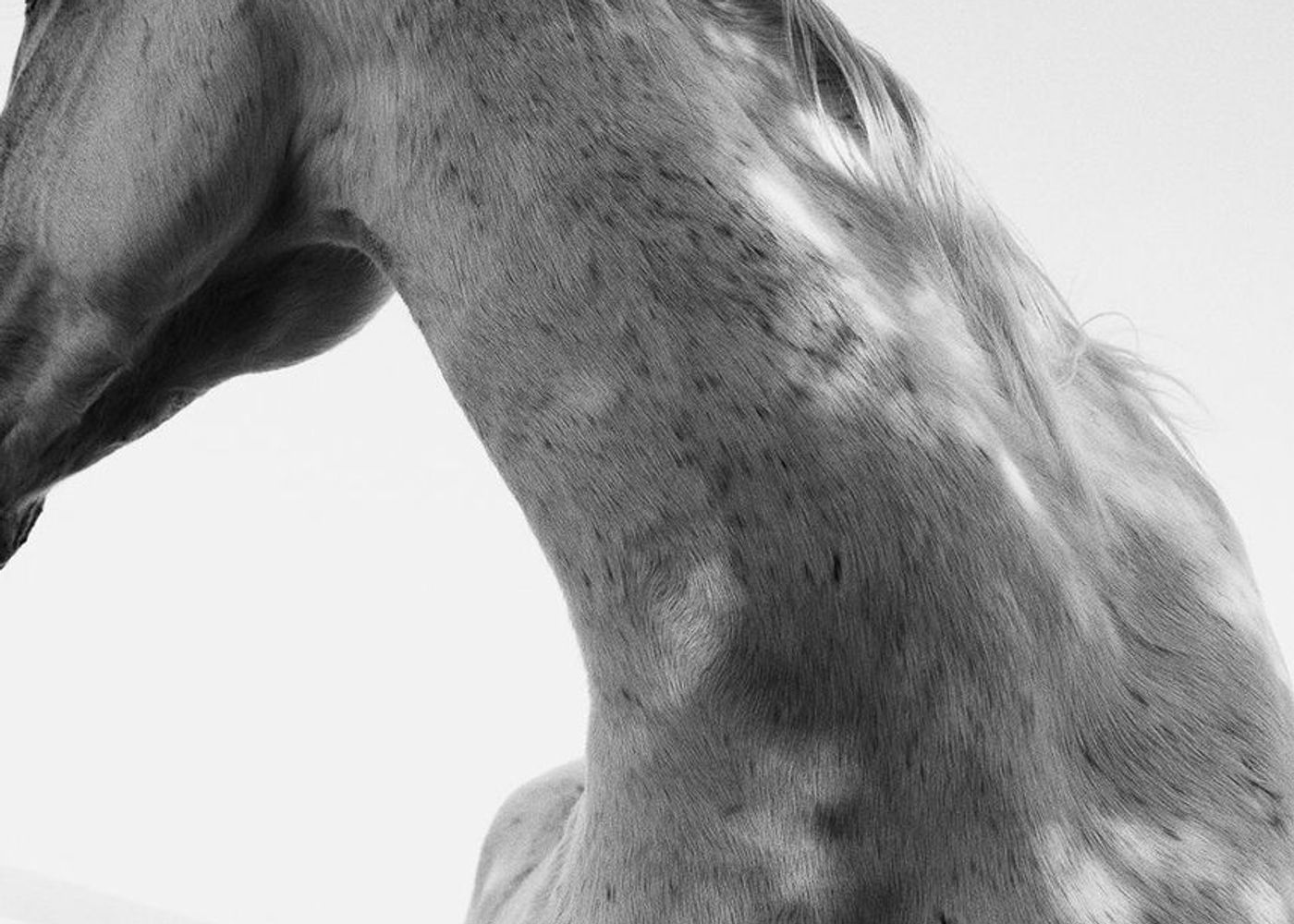 Black and white equestrian photography for the Maneridge brand world.